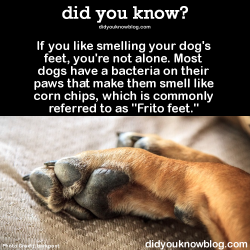did-you-kno:  If you like smelling your dog’s feet, you’re