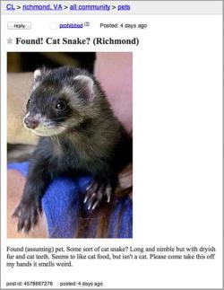 georgetakei:  From a fan. Cat snake? It’s time to ferret out the truth. Source: Awwww Pets!  Nice marmot!  &ndash; The Dude