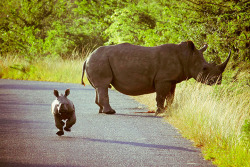 allcreatures:  St Lucia, South Africa: A baby rhinoceros charges