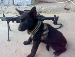 saynotogunbans:  Tactical puppy. 