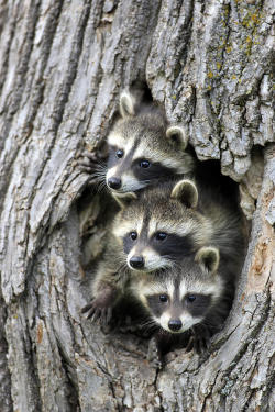 beautiful-wildlife:  Raccoon Trio by Jurgen & Christine