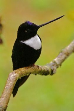 fairy-wren:  Collared Inca. Photo by JupiterBirding