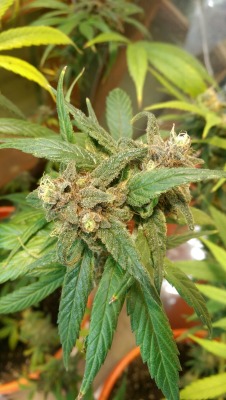 mrs-420:  Almost ready for harvest #fairybongmother