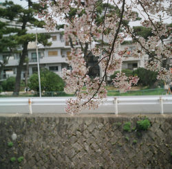 japan-overload:  Sakura by miho’s dad on Flickr.