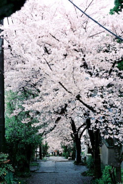 expressions-of-nature:  In the springtime sunshine, Japan by Atsuhiko
