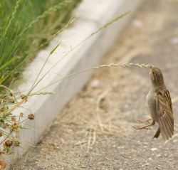 importantbirds:  the RARE shot a birb become hunt by a GRASS. 