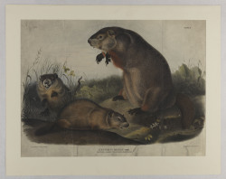 hspdigitallibrary: Arctomys Monax: Maryland, Marmot, Woodchuck,