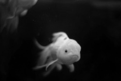 elegan-s:  Angry Goldfish? 