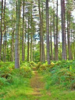 vwcampervan-aldridge:  Track through Ferns and Pine trees, Cannock