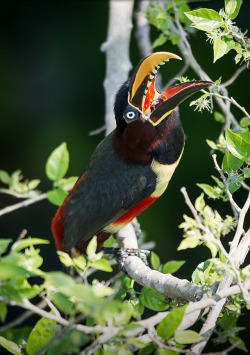 fairy-wren:Chestnut-Eared Aracari (Photo by Alexander Poelinger)