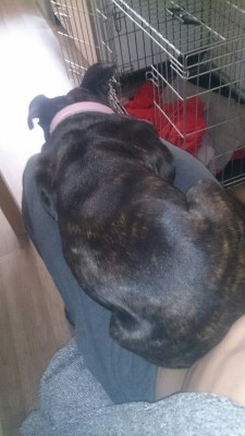 Still thinks she’s small enough to fit onto my lap…