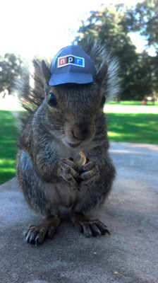 npr:  Meet the Squirrel Whisperer (photo courtesy of the Squirrel