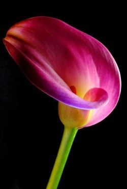 alorswhatnow:  flowersgardenlove:  Pink Calla Lily Beautiful