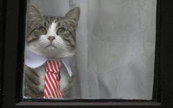 funnywildlife: Julian Assange’s cat looking out for spies from