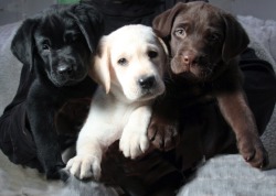 lolcuteanimals:  Puppies!  Black Lab, Yellow Lab, Chocolate