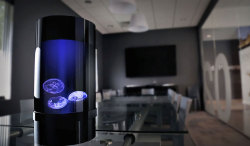 sixpenceee:  Now You Can Have Pet Jellyfish At Home Why get a