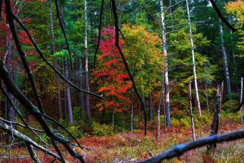 oneshotolive:  [OC] 10/6 Upton Woods, Massachusetts (6720x4480)