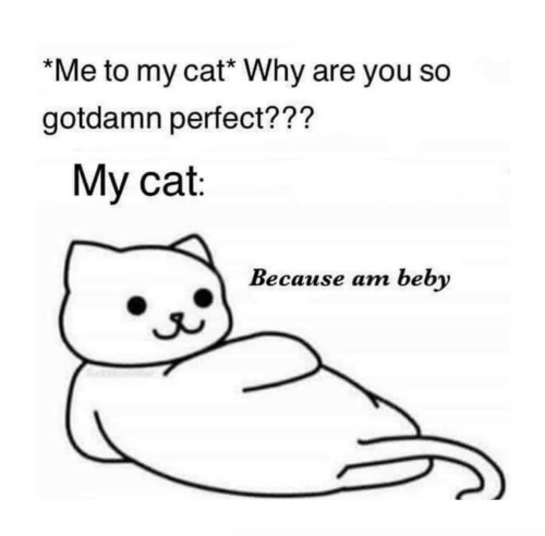 justcatposts:this is so true