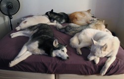 6woofs:  Well, I was GOING to go to bed…  i don’t know