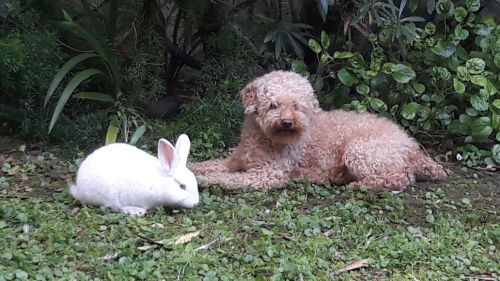 I’m at school and mom just sent me this pic of Yuki and Snow (yeah they are both called snow). She said, ‘look! They get on well now!’ And now she’s doing a photoshoot