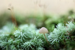 blooms-and-shrooms:   	Little Shroom in Cool Moss by Corrie White