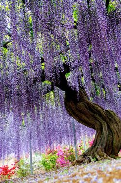 flowersgardenlove:  Ashikaga Flower Park Beautiful gorgeous pretty