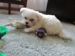 absolutely-flabbergasted:  GRANDMA GOT A MALTESE PUPPY AND NAMED