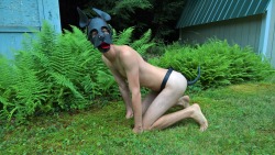 Pup Fern in his natural habitat. Anyone want to check me for
