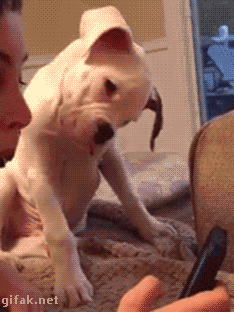gifaknet: video:   Boxer Puppy Struggles to Comprehend Cell