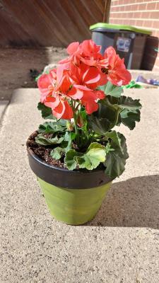 I stopped by Lowe’s and couldn’t resist these hot pink geraniums!
