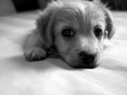 Puppy på We Heart It http://weheartit.com/entry/70052434/via/DragonsFolks