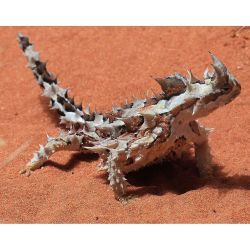 sciencealert:  This creature, called a thorny devil (Moloch horridus),