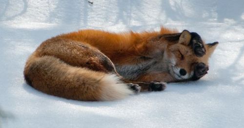 wolverxne:  Photographer Tim Carter captured these adorable images of this Red Fox playing, stretching and sleeping in the snow.  