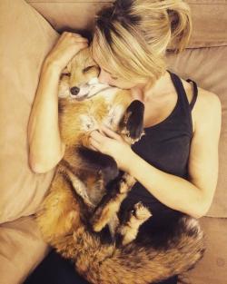 awwdorables:    Rescued fox loves cuddles 