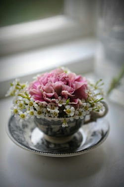 I love carnations. Sweet and spicy scent, so pretty, ruffled,