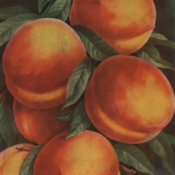 nemfrog:“Largest selling peach in the world.” Stark Bros