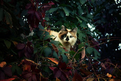 cat-parlour: Hiding ♡