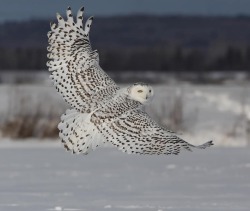 And with a glance over his shoulder, he was gone &hellip; (Snowy Owl)