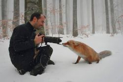 lifeinouterspace:  gwendabond:  best-of-memes:  Love foxes  They’re