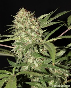 trichome-world:  #marijuana #grow reports http://www.trichome-world.com