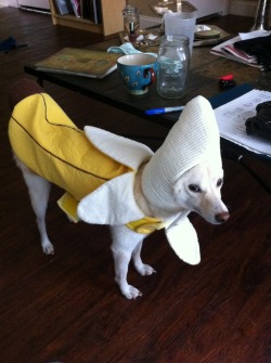 mistresswhile:  The best thing I ever bought was a banana costume