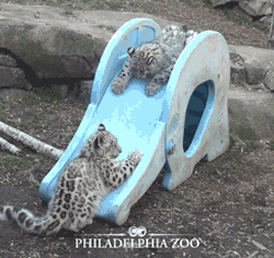 phillyzoo:  Snow leopard cubs Buck and Ranney play on their slide.