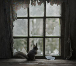 odditiesoflife:  Abandoned Cottages in the Woods Overtaken by