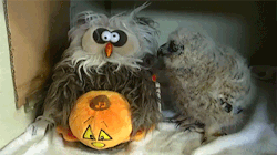 sizvideos:  Funny owl is dancing and having fun with his stuffed