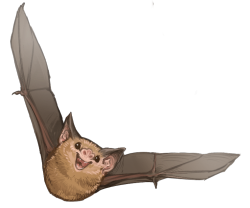 mewitti:  Paintin’ batties! In order: Kitti’s Hog-Nosed Bat,