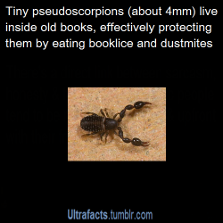 ultrafacts:    A pseudoscorpion, also known as a false scorpion