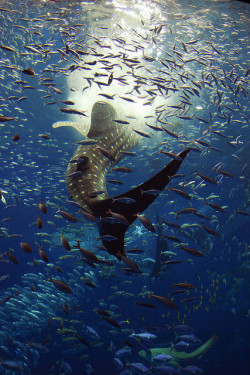 mother-natureson:  Whale Shark feeding.jpg by OrigamiKid on Flickr.