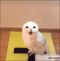 tastefullyoffensive:  What even are owls.