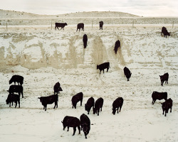 likeafieldmouse:  Benjamin Rasmussen - Steers Coming to Feed,