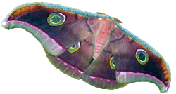 transparent-flowers:  Transparent Tussore Silk Moth. (x).